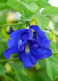 Kék pillangóborsó - Ehető virágok az Egzotikus Növények Stúdiójától